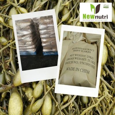 Ascophyllum Nodosum 25% Alginate Powdered Seaweed Fertilizer