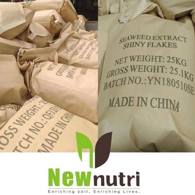 Water Soluble Kelp Seaweed Fertilizer With 16% Alginic Acid