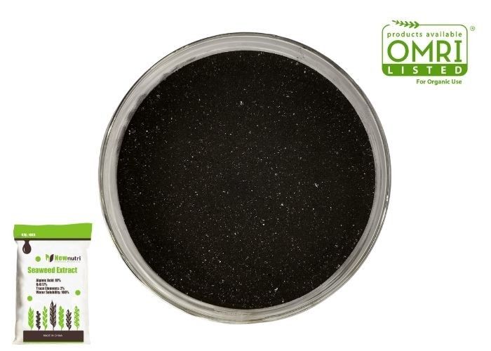 80 Mesh Kelp Extract Powder
